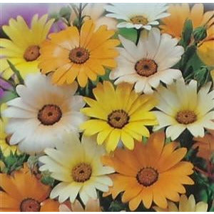 Wallflower Single Mixed Colors Seed - 1 Packet
