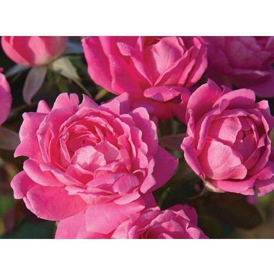 KNOCK OUT 2 Gal. Pink Double Knock Out Rose Bush with Pink Flowers