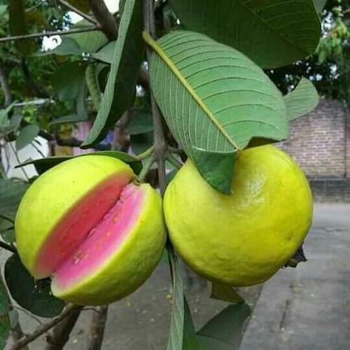  KIWI Fruit Tropical,Organic Heirloom 50 SEEDS Tropical Fruit  Bearing Vines : Patio, Lawn & Garden