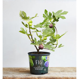 Fig Tree