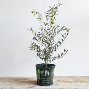 (Backorder Spring 2025) Olive Tree Plant - 2 Gallon