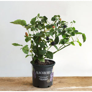 Blackberry Bush Plant - 1 Gallon