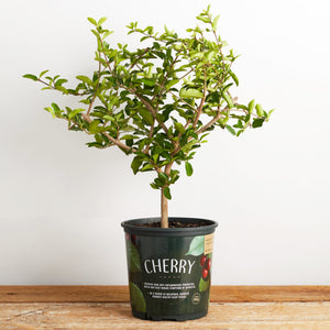 Cherry Barbados Plant - 1 Gallon