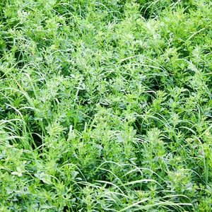 AlfaBar w/Yellow Jacket Alfalfa Seed - 25 Lbs. - Seed World