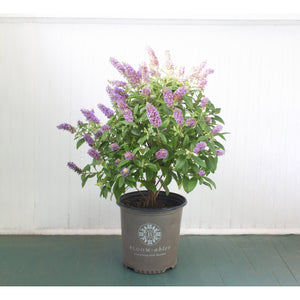 Bloomables Buddleia Plant - 2 Gallon