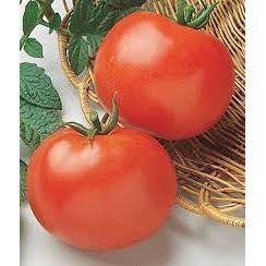 Rutgers Tomato Seeds - 1 packet