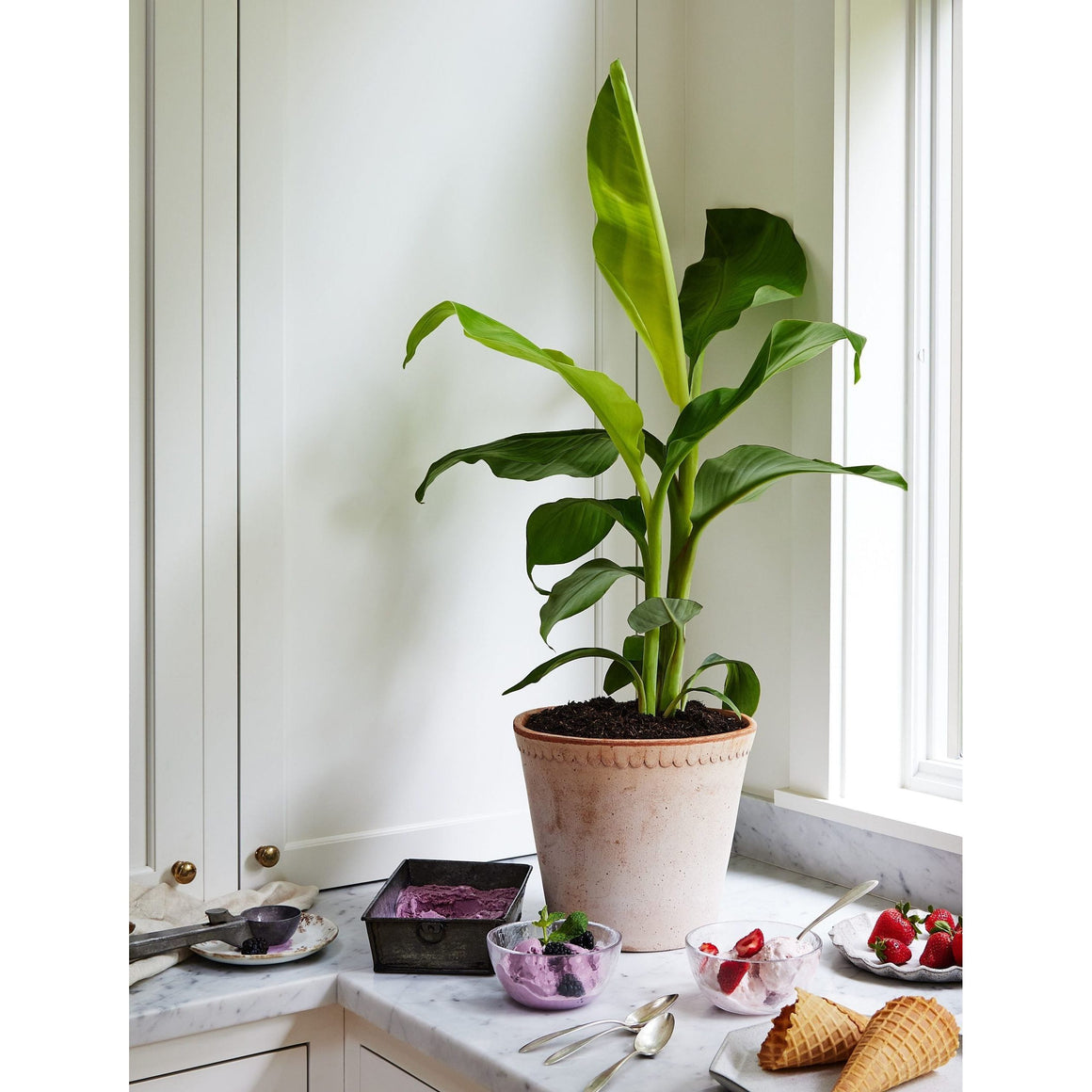 Banana Blue Java Tree - 1 Gallon