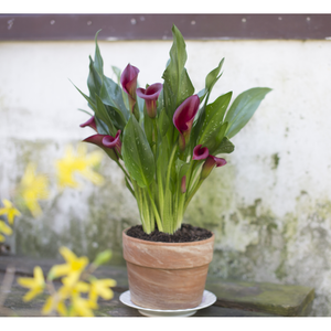 Calla Lily Plant - 6 Inch Plant