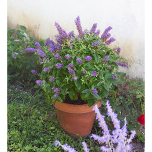 Bloomables Buddleia Plant - 2 Gallon