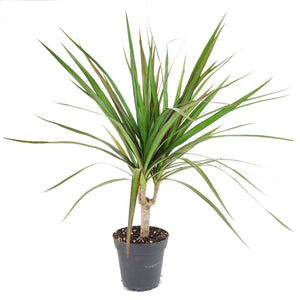 Dracaena Marginata -  10 Inch Plant