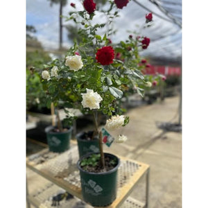 Duet Rose Tree - 3 Gallon