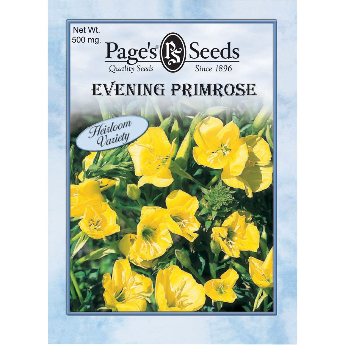 Evening Primrose- Packet - Seed World