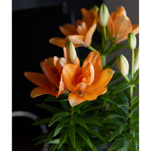 LA Hybrid Lily - 6 Inch Plant