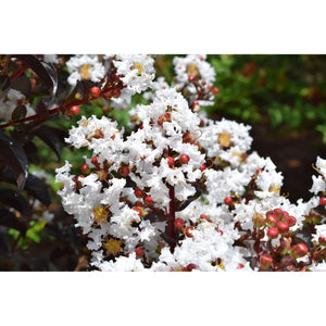 (On Backorder) First Editions Magic Crape Myrtle Plant - 1 Gallon