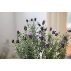 Lavender Flower Plant - 7 Inch Plant