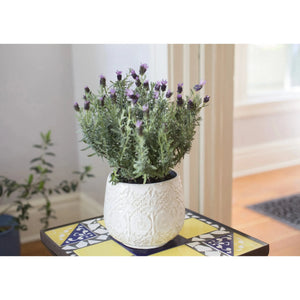 Lavender Flower Plant - 7 Inch Plant