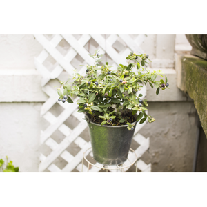 Blueberry Bush Plant - 1 Gallon - Seed World