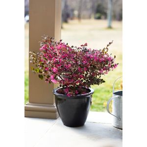 (Backorder Spring 2025) Bloomables Loropetalum Plant - 2 Gallon