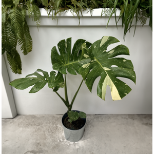 Monstera Thai Constellation Plant with Deco Pot - 1 Gallon Foliage