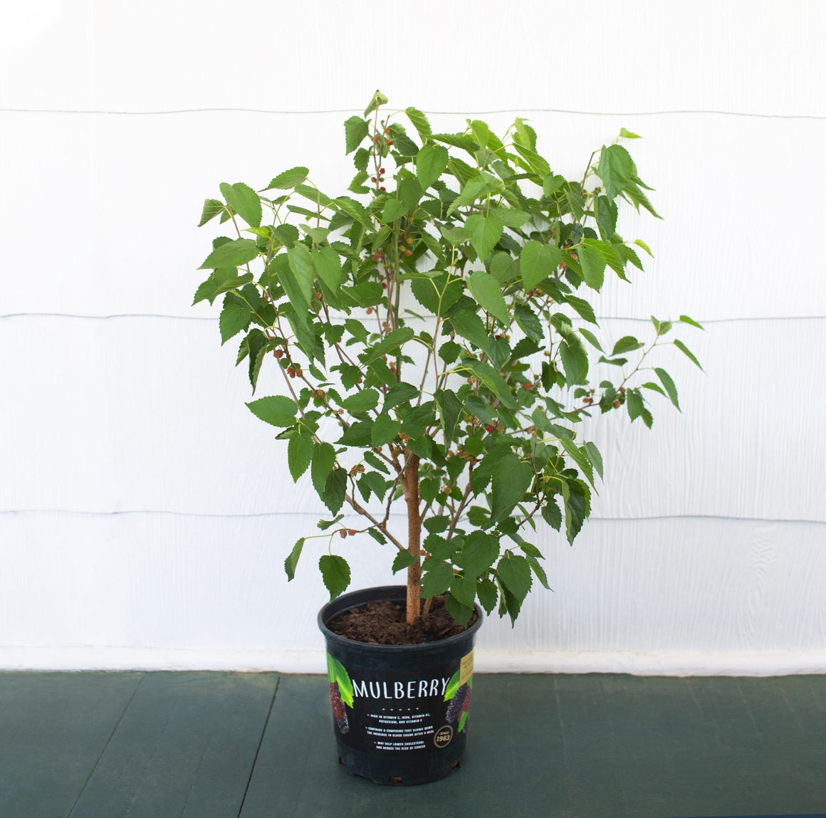 (Backorder Spring 2025) Mulberry Plant - 1 Gallon