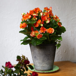 Begonia Plant - 6 Inch Plant