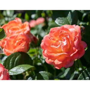 Knock Out Orange Glow Rose Plant - 2 Gallon