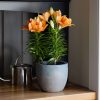 LA Hybrid Lily - 6 Inch Plant