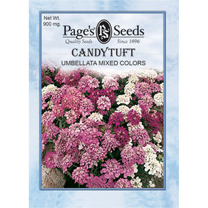 Umbrella Mix Candytuft Seeds - Packet