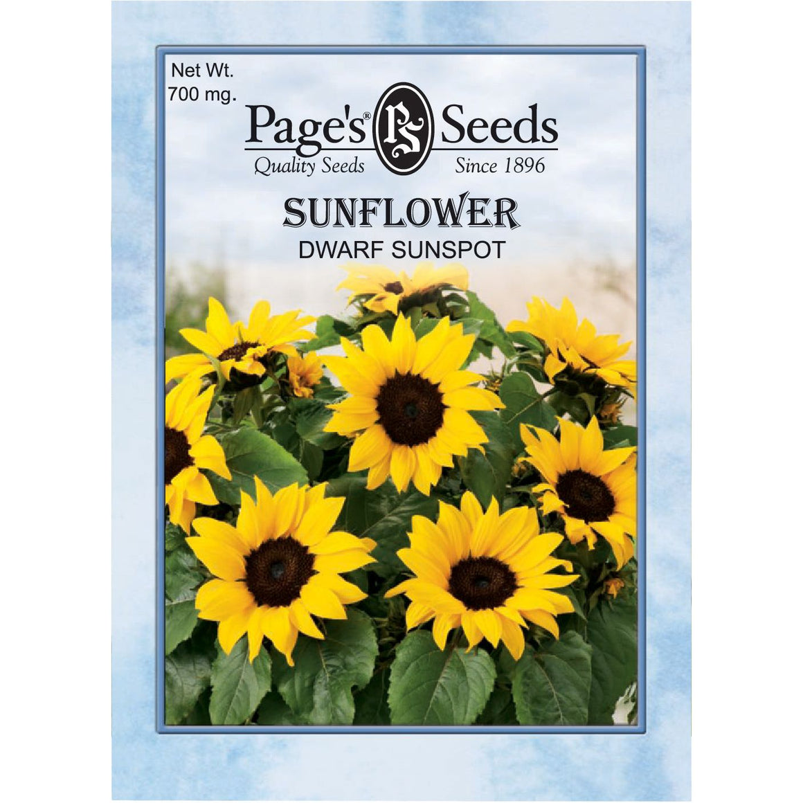 Sunflower Dwarf Sunspot Seed - 1 Packet