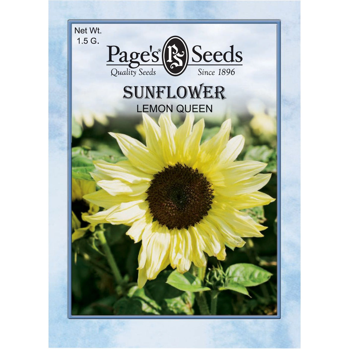 Sunflower Lemon Queen Seed - 1 Packet