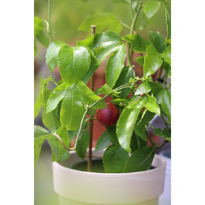 (Backorder Spring 2025) Passion Fruit Plant - 1 Gallon