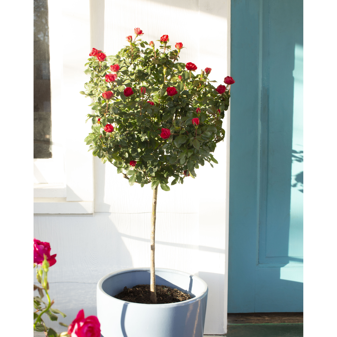 Knock Out Petite Red Rose Tree - 3 Gallon