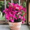 Bougainvillea Flower Plant - Quart