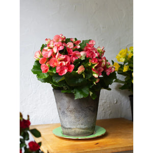 Begonia Plant - 6 Inch Plant