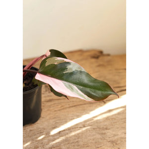 Philodendron Plant - 6 inch Plant