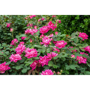 Knock Out Double Pink Rose Plant