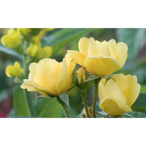 (On Backorder) Knock Out Sunny Rose Plant