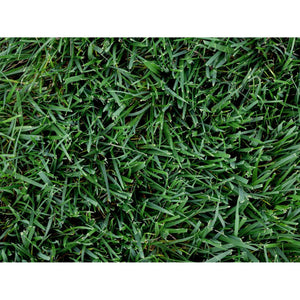 Titan GLX Turf-Type Tall Fescue Seed