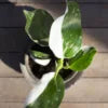 Philodendron Plant - 6 inch Plant