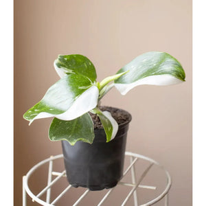 Philodendron Plant - 6 inch Plant