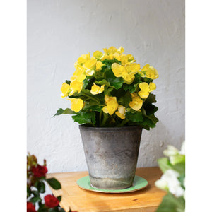 Begonia Plant - 6 Inch Plant