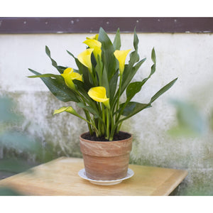 Calla Lily Plant - 6 Inch Plant