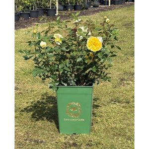 David Austin Rose - 2 Gallon
