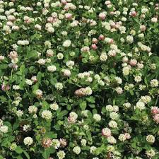 Bolta Balansa Clover Seed - 50 lb.