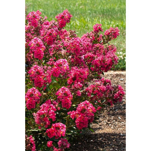 Crape Myrtle Bellini Raspberry Plant - 2 Gallon