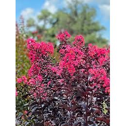 First Editions Midnight Magic Crape Myrtle Plant  - 2 Gallon