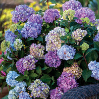 Endless Summer Hydrangea Floral Plant - 2 Gallon