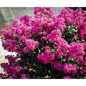 (On Backorder) First Editions Magic Crape Myrtle Plant - 1 Gallon