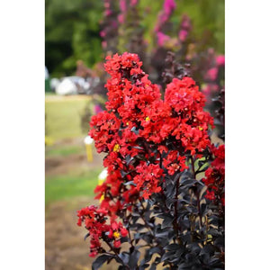 (On Backorder) First Editions Magic Crape Myrtle Plant - 1 Gallon