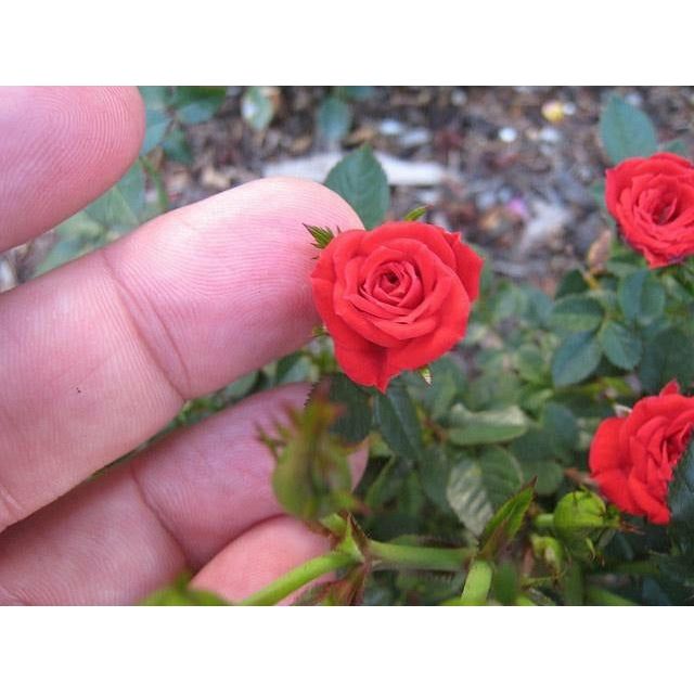 Mini Rose Plant - 1 Gallon